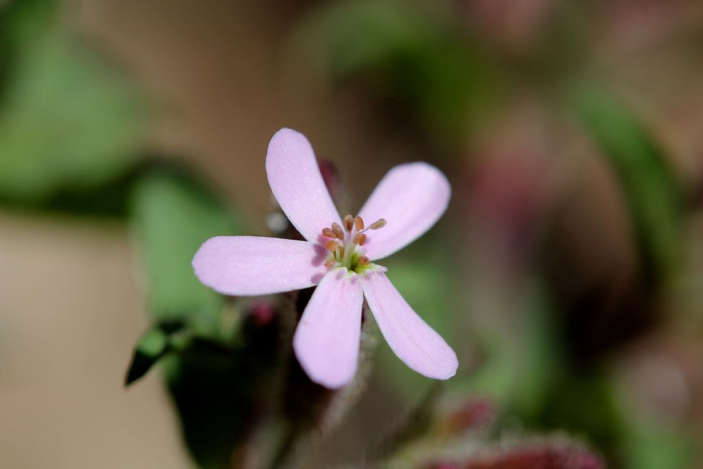 Bollengo (TO) - Saponaria ocymoides